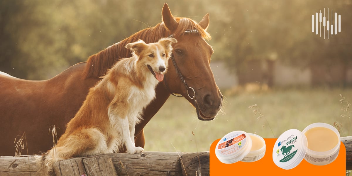 ¿Nariz seca? ¿Patas agrietadas? Conoce Dermoscent BIO BALM