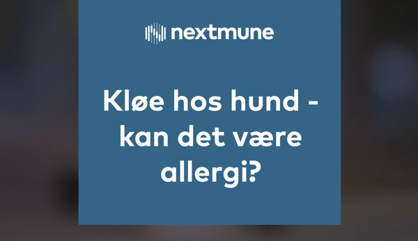 Kløe hos hund -kan det være allergi-thumbnail