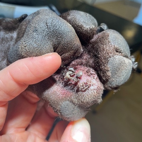 pododeratitis in dog