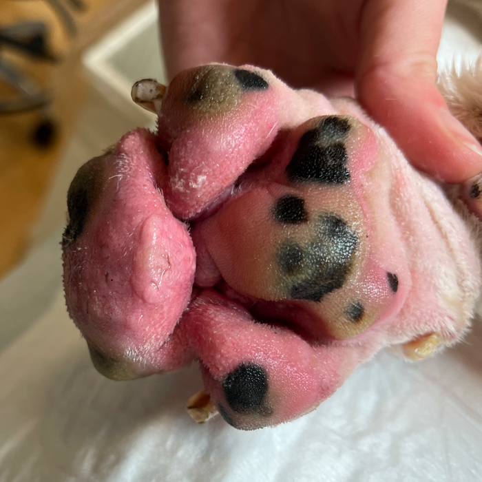 pododermatitis in dog