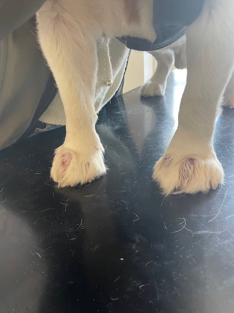 pododermatitis in dog