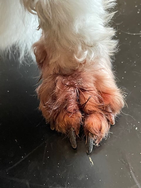 pododermatitis in dog