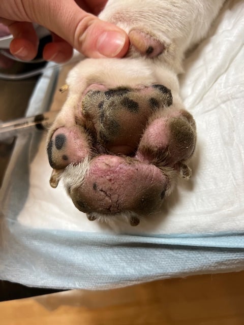pododermatitis in dog