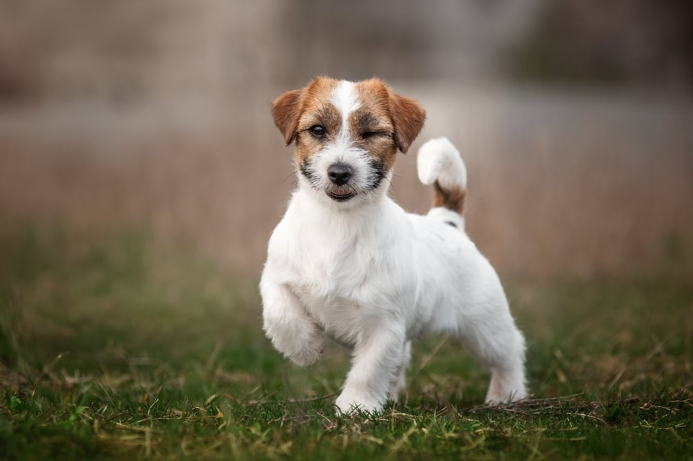 Jack Russell Terrier-hvalp blinker til kameraet