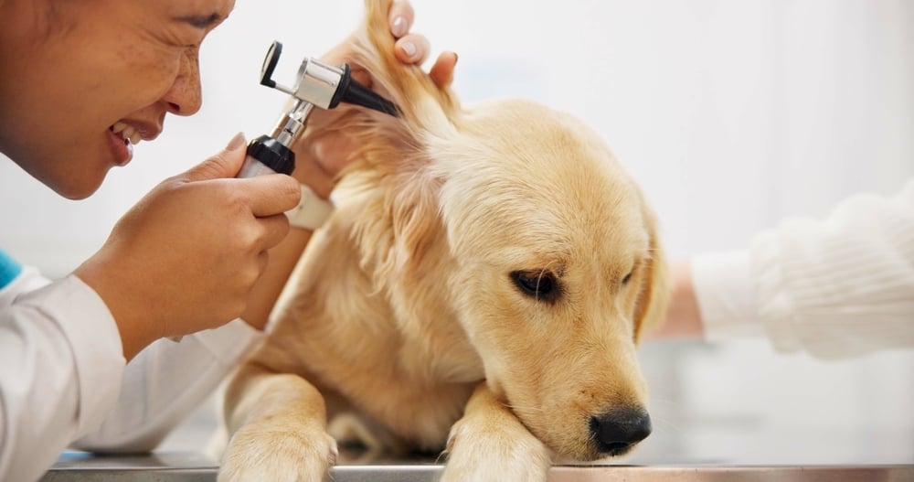 En veterinär undersöker en hunds öra med ett otoskop.