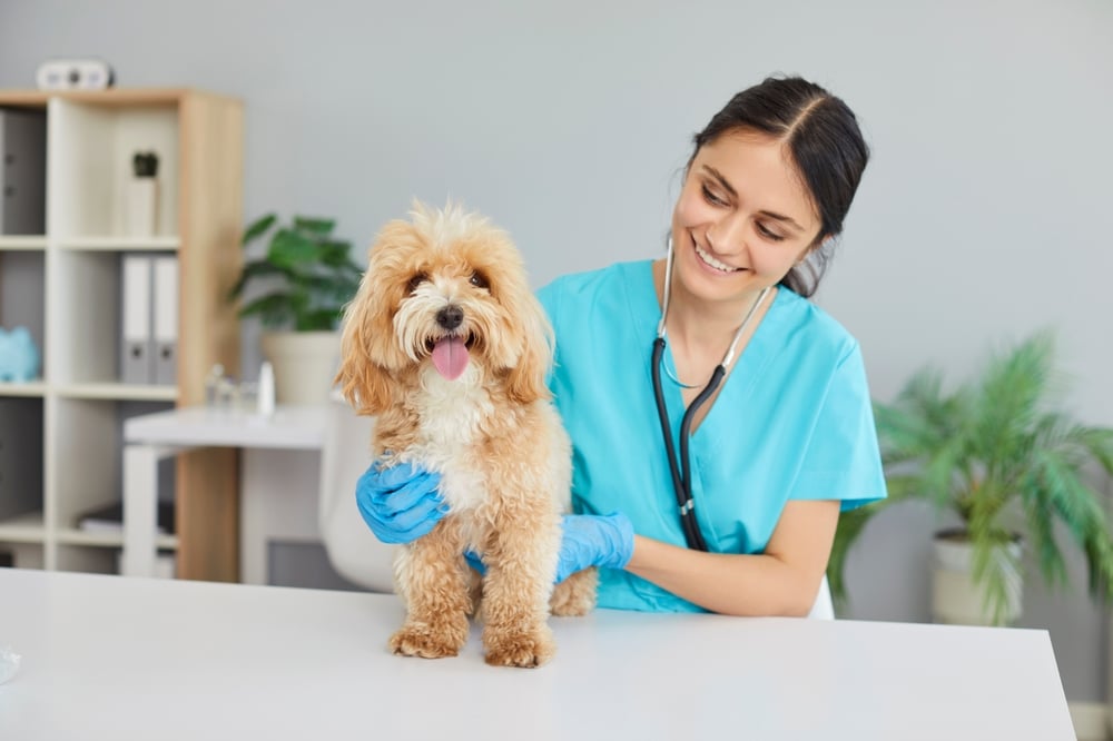 veterinarian specialist examines cute little furry Maltipoo or Cavapoo